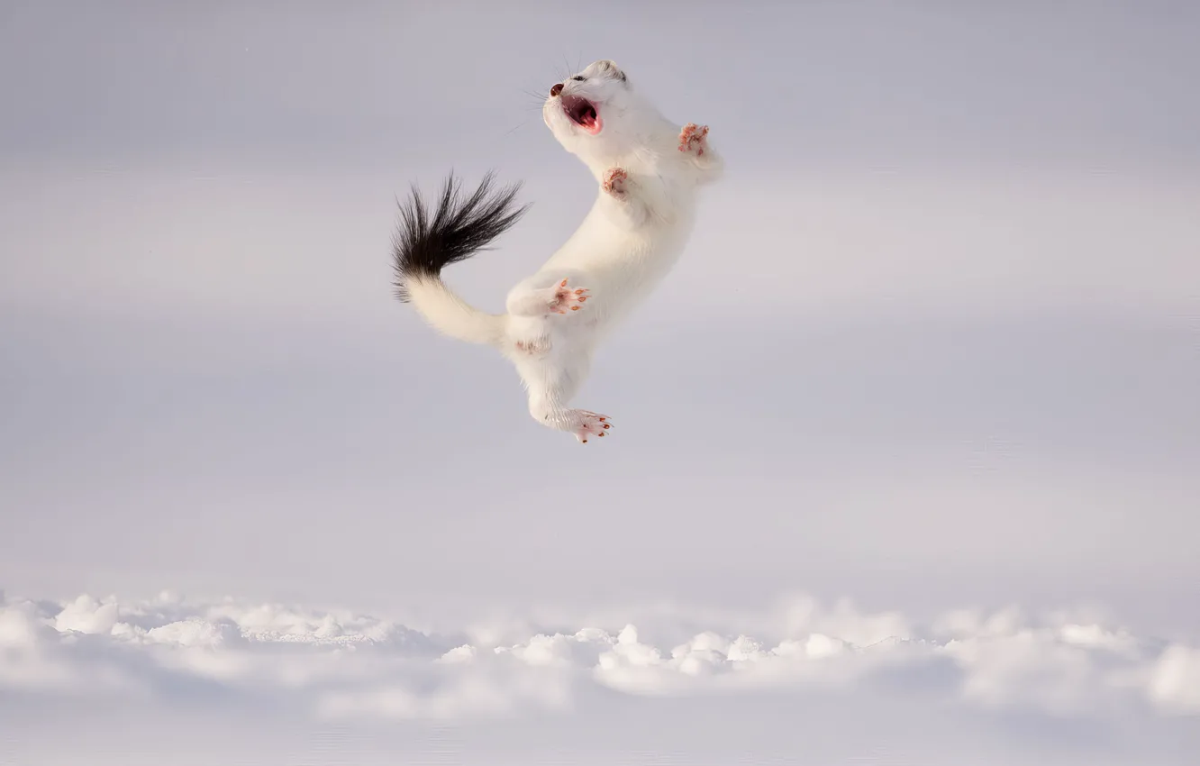 Photo wallpaper winter, snow, ermine, Light Background, ermine, Jose Grandio