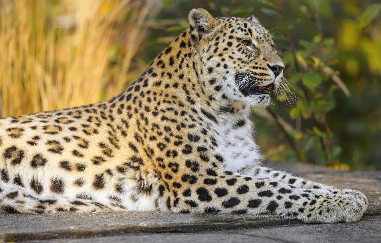 Photo wallpaper pose, leopard, lies
