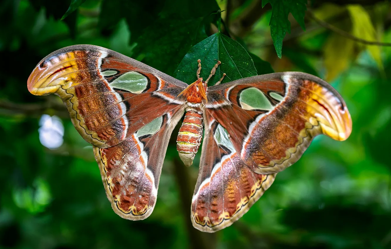 Photo wallpaper leaves, macro, nature, butterfly, plant, insect, bokeh, Emperor moth