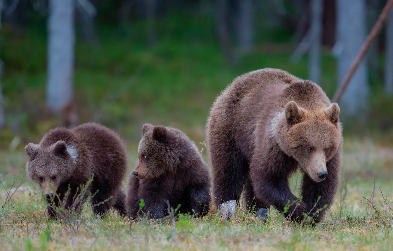 Photo wallpaper forest, grass, nature, glade, bear, bear, bokeh, bear