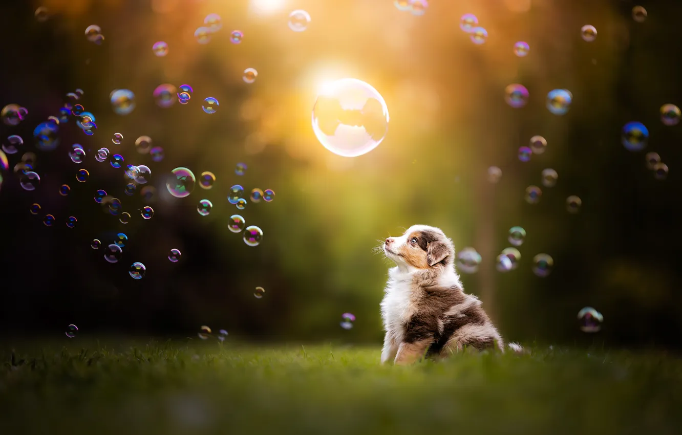 Photo wallpaper dog, bubbles, puppy, Miniature American Shepherd