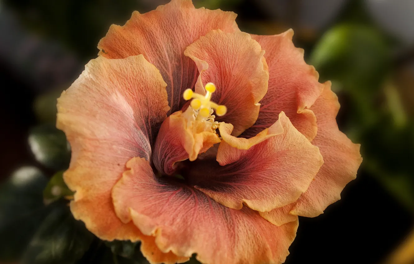 Photo wallpaper macro, orange, hibiscus