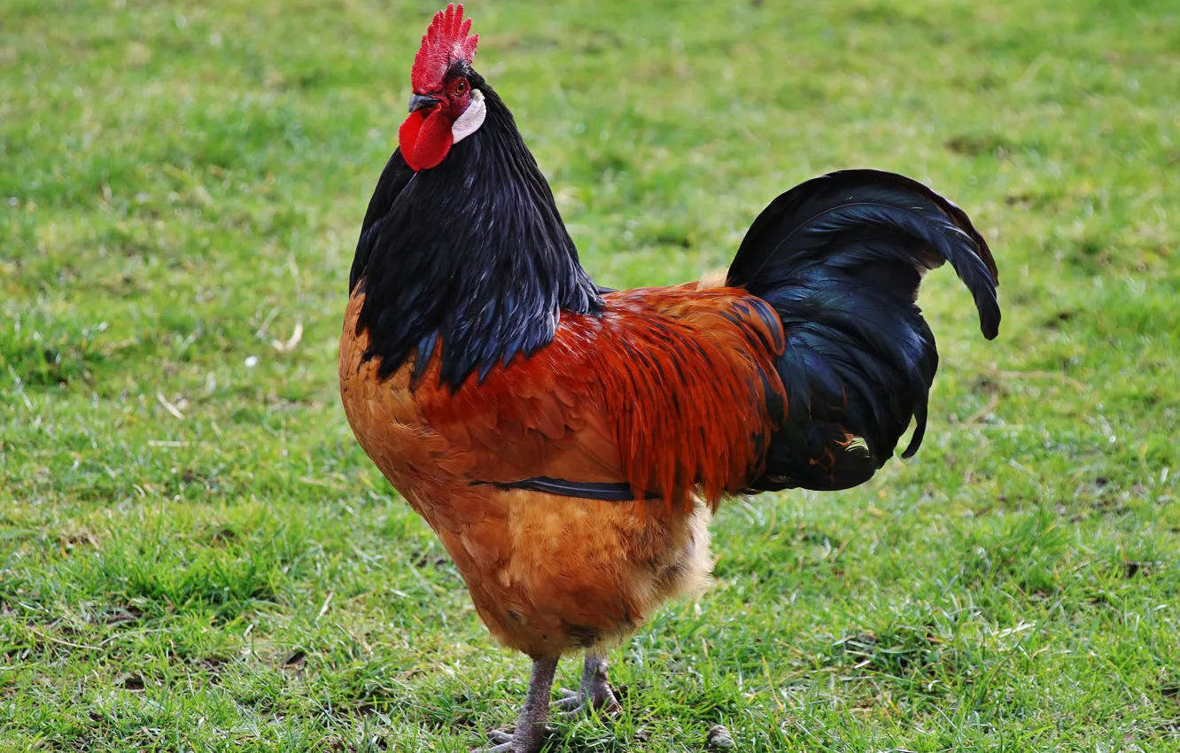 Photo wallpaper bird, cock, home