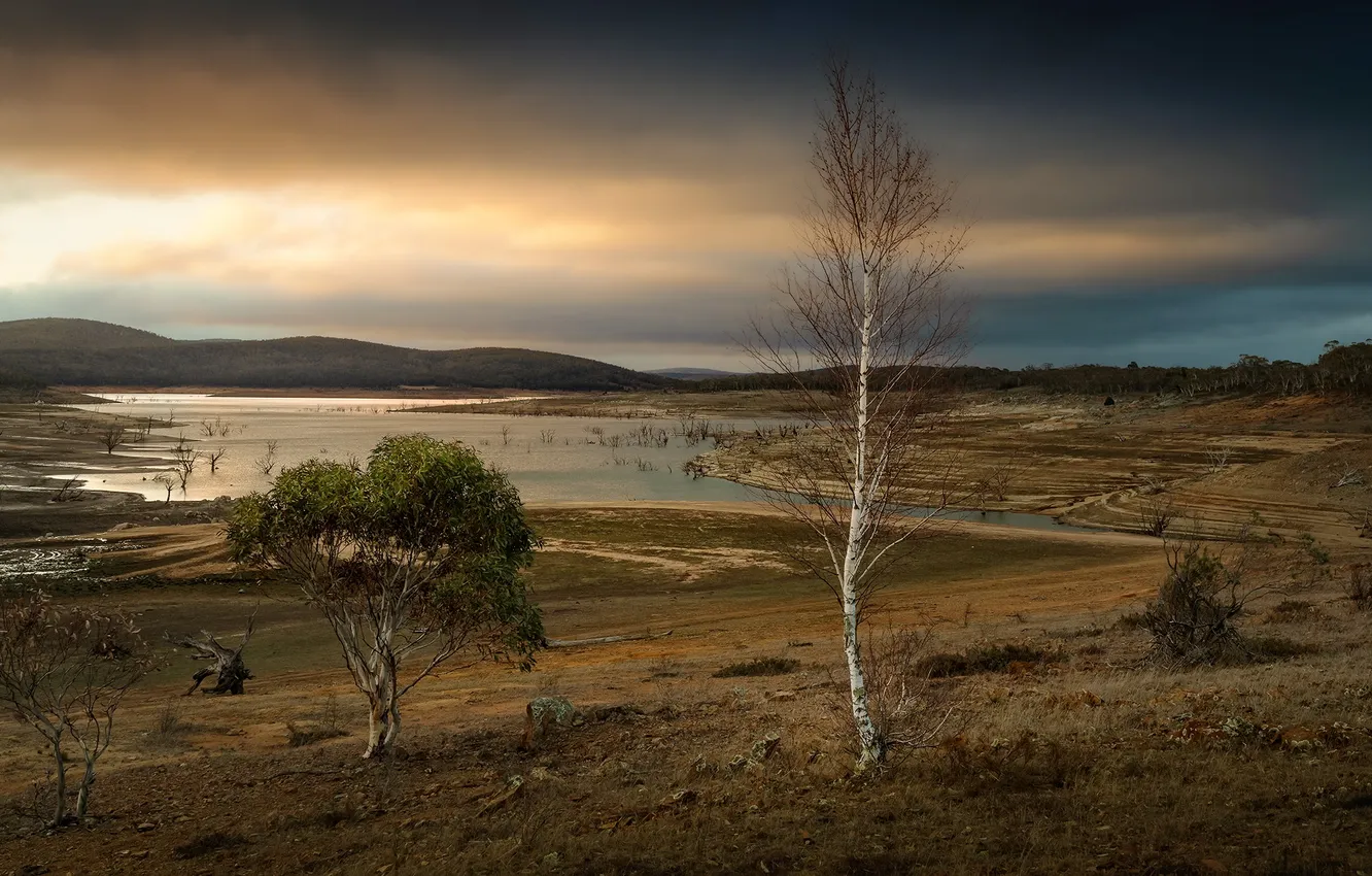 Photo wallpaper field, trees, nature