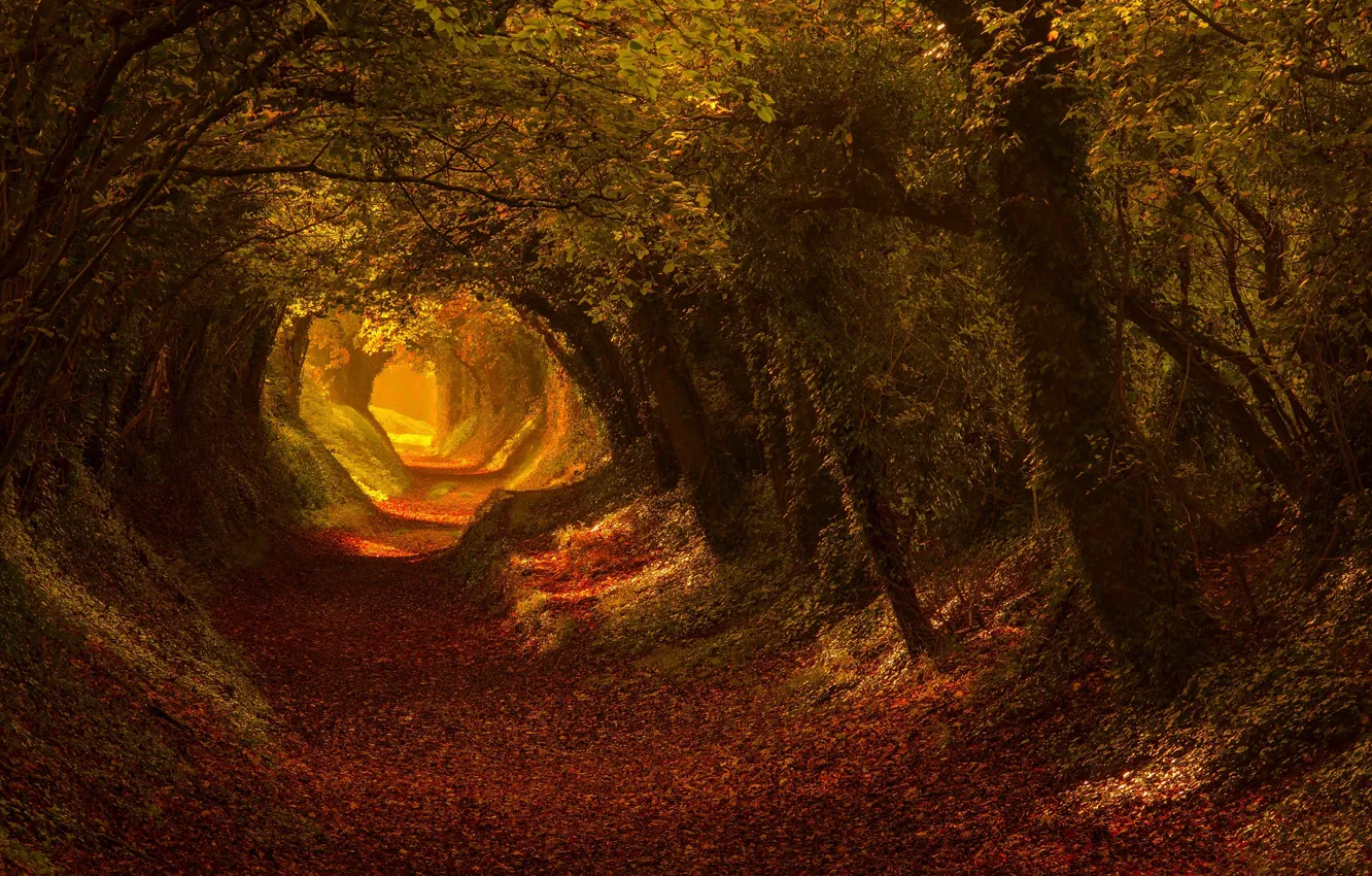 Photo wallpaper road, autumn, light, trees, nature, trail