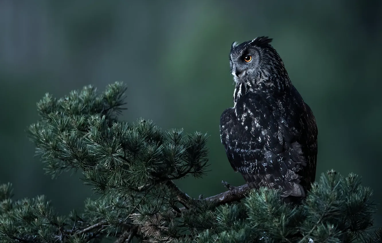 Photo wallpaper look, trees, branches, nature, background, owl, bird, sitting