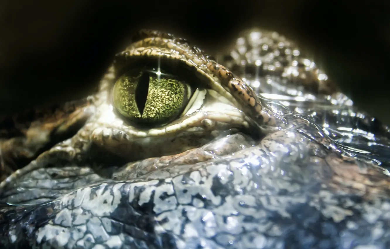 Photo wallpaper eyes, close-up, crocodile, close-up, alligator, reptile, eye, crocodile