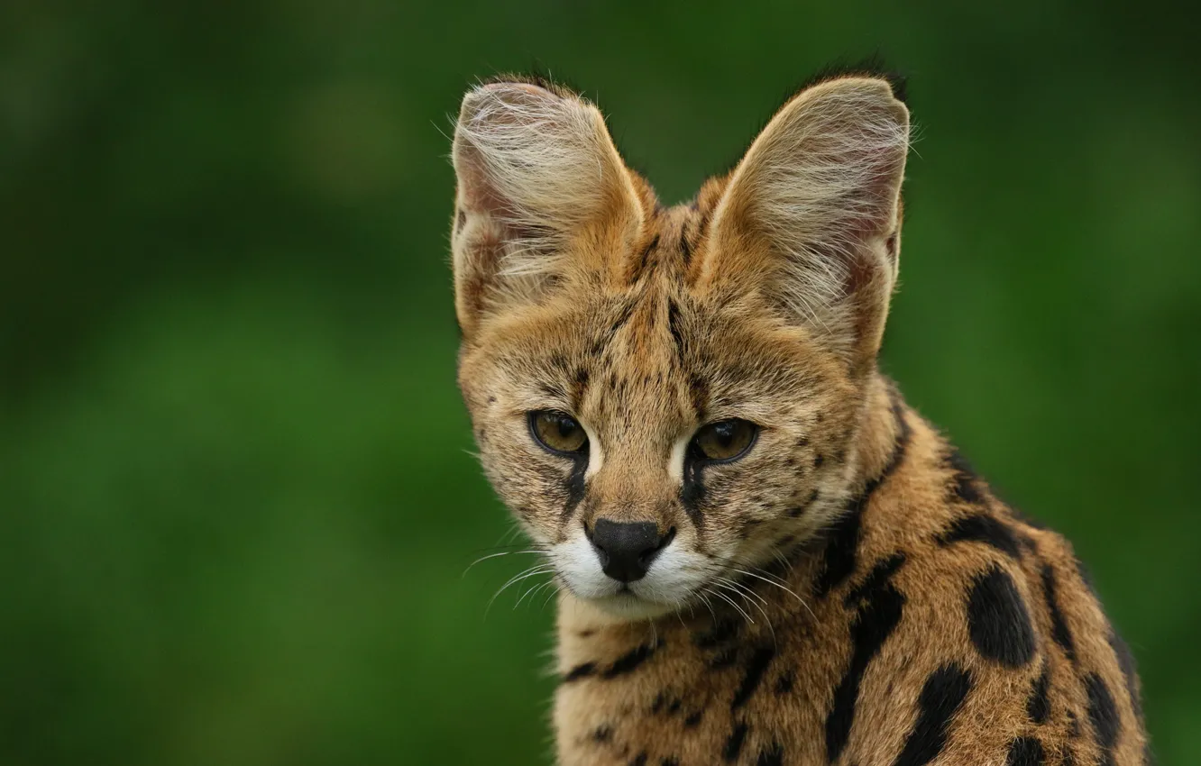 Photo wallpaper look, face, portrait, cub, wild cat, green background, young, Serval