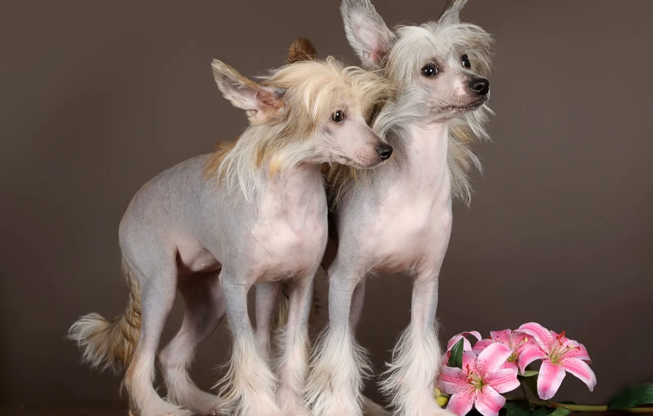 Photo wallpaper dogs, flowers, background, puppies, Chinese crested dog