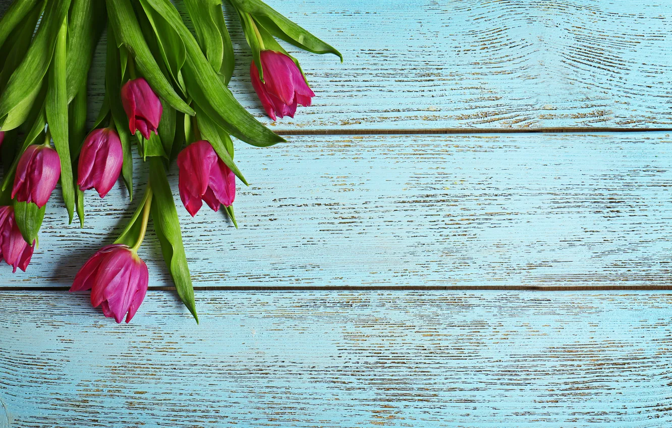 Photo wallpaper flowers, bouquet, tulips, wood, flowers, tulips, spring, purple