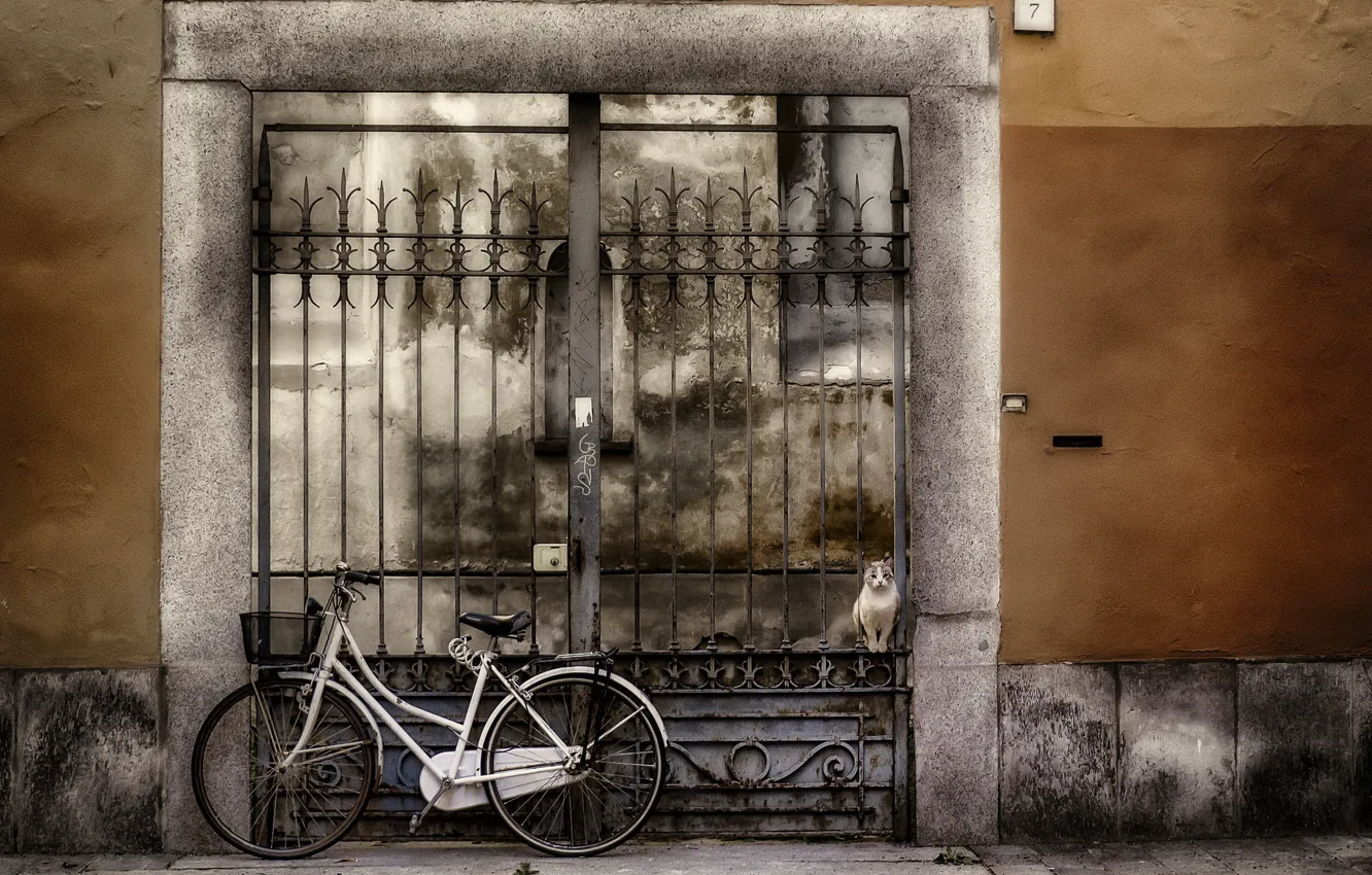 Photo wallpaper cat, bike, the city, house