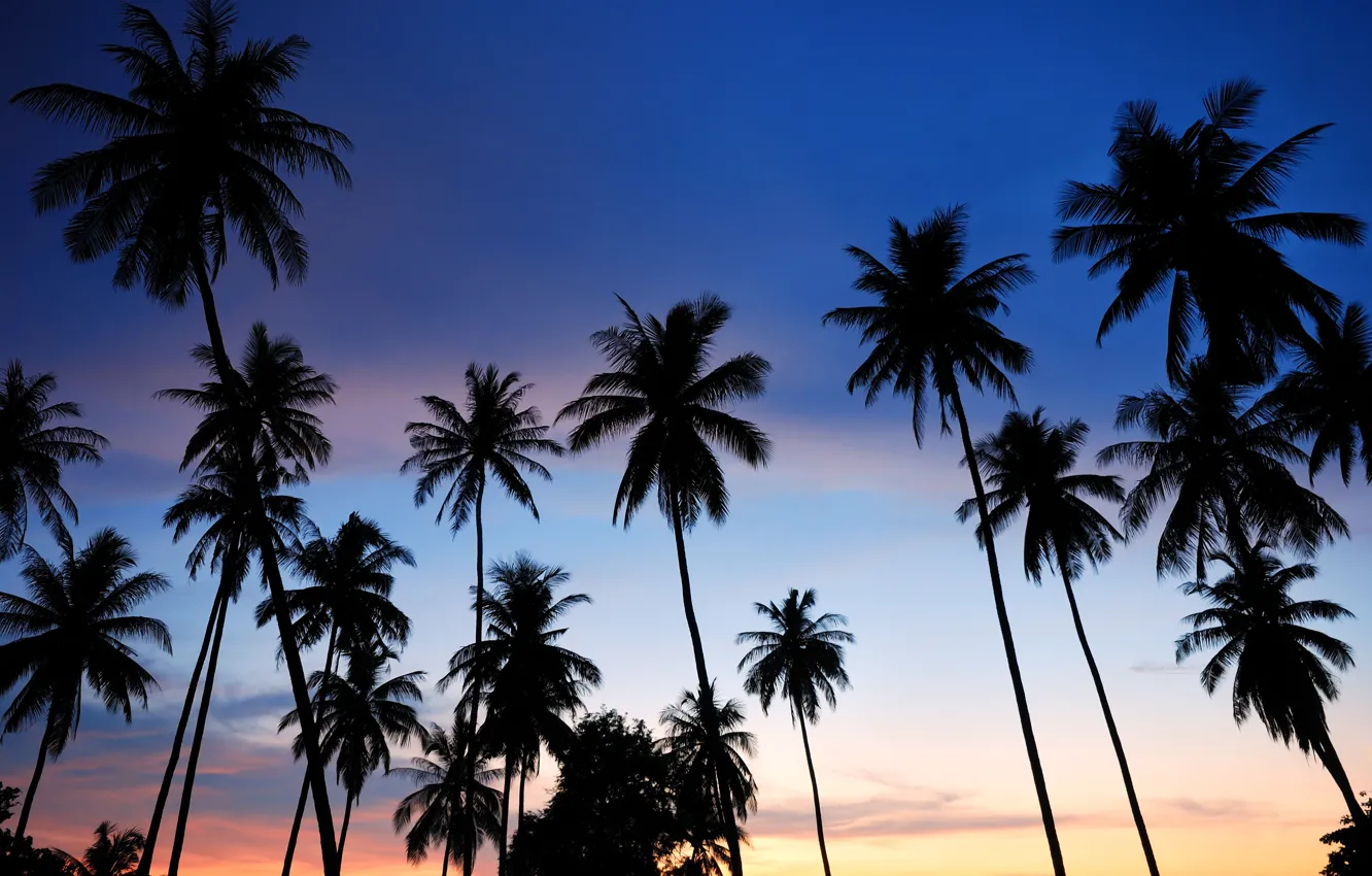 Photo wallpaper sea, beach, summer, sunset, palm trees, shore, silhouette, summer