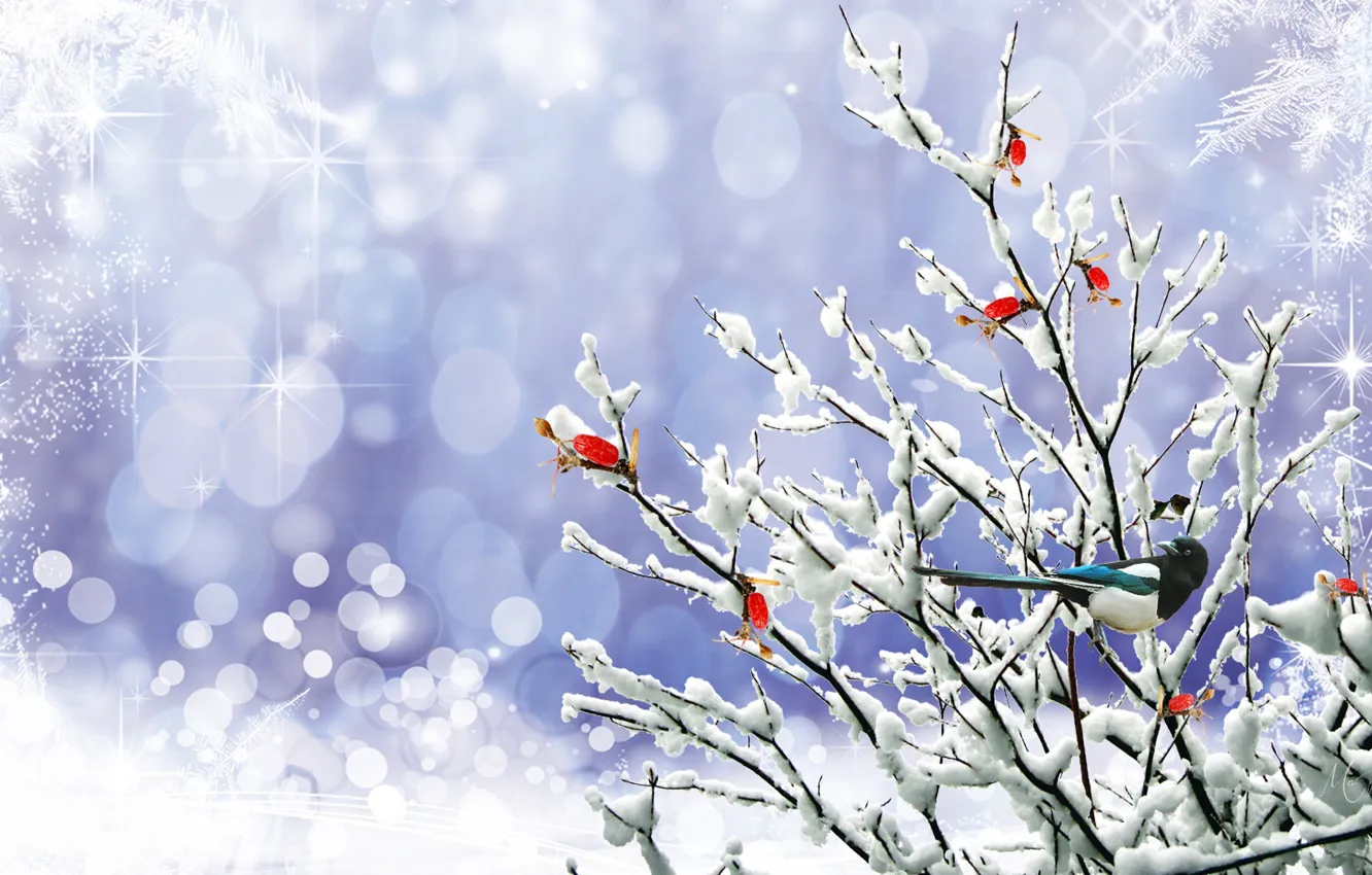 Photo wallpaper winter, bird, forty