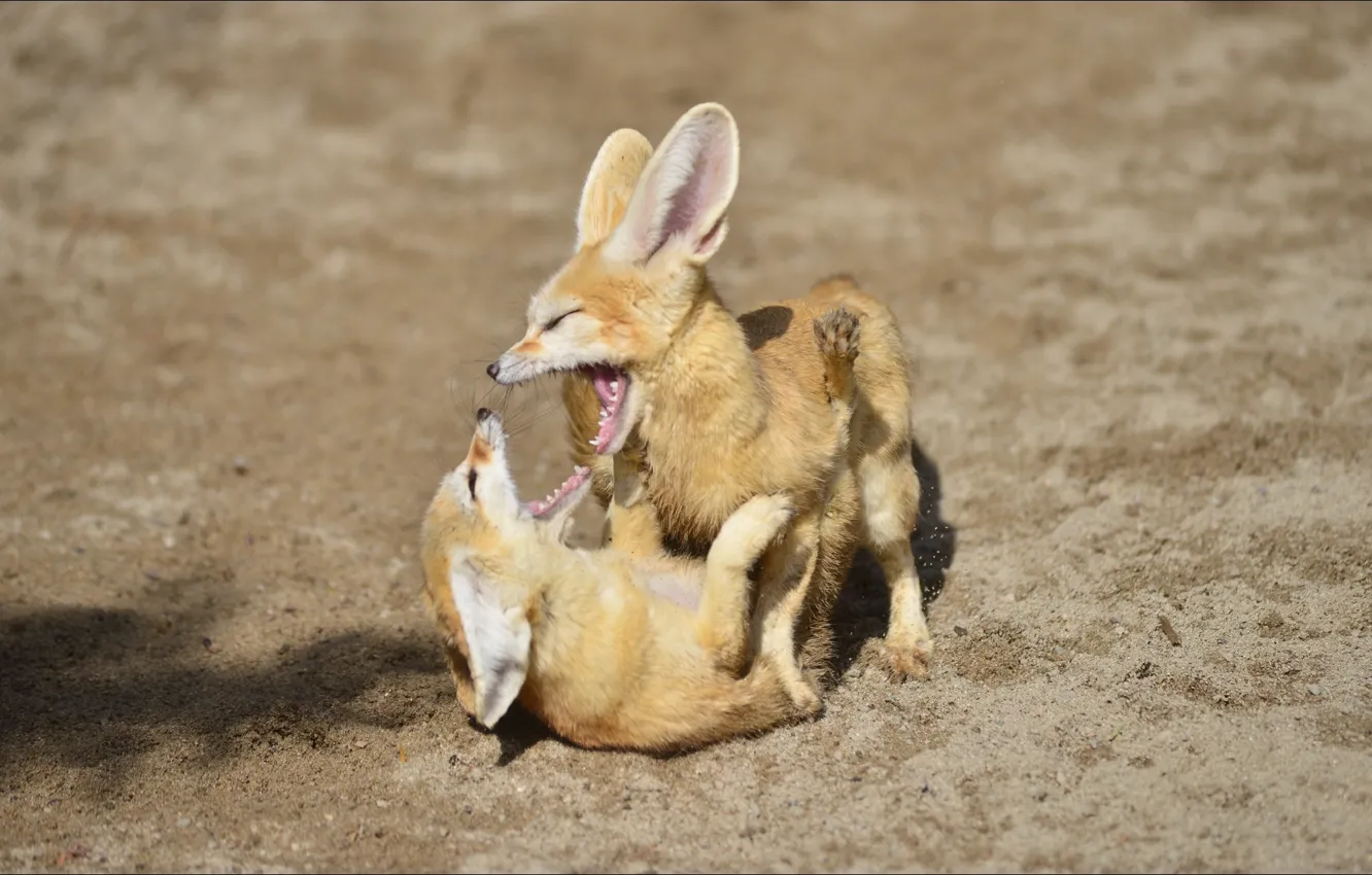 Photo wallpaper animals, the game, pair, Fox, games, animal, fennec