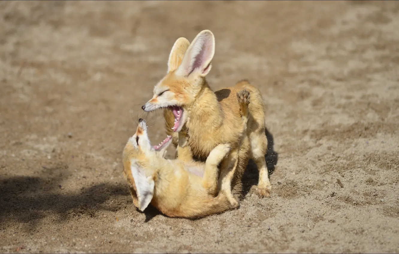 Photo wallpaper animal, the game, pair, Fox, games, animal, fennec