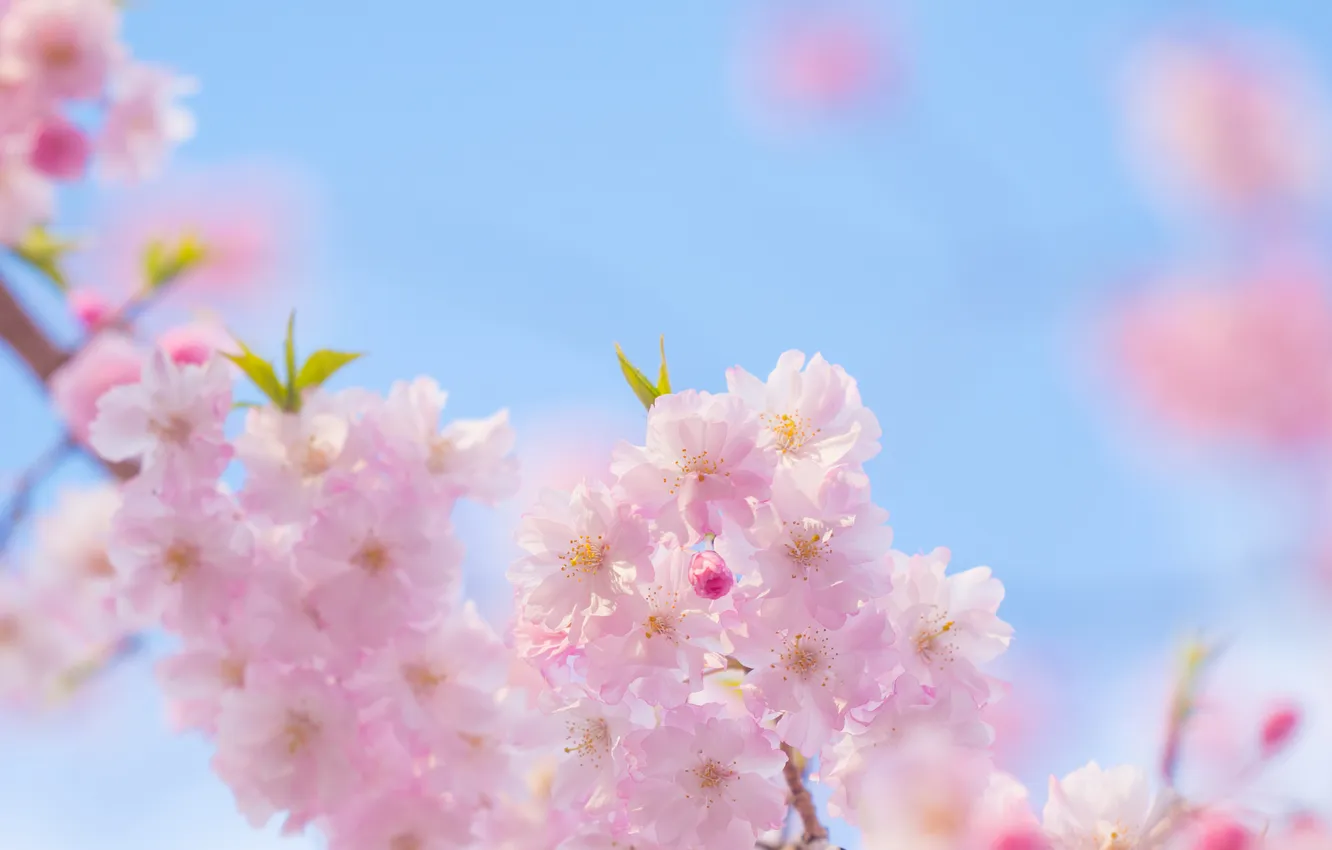 Photo wallpaper flowers, branches, tree, spring, pink, flowering