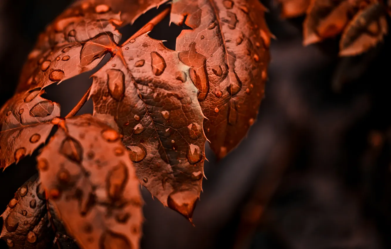 Photo wallpaper leaves, drops, macro, branches, nature