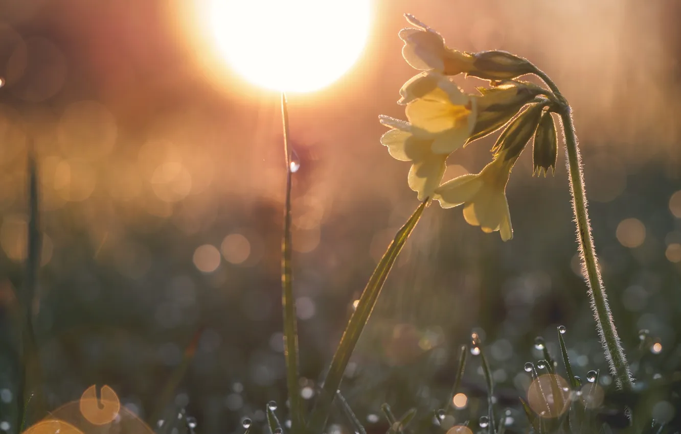 Photo wallpaper the sun, macro, light, Rosa, spring, Primula