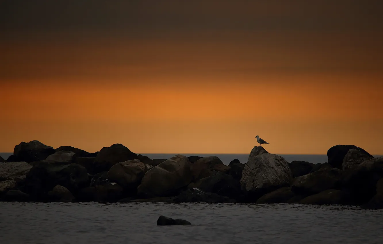 Photo wallpaper sea, sunset, stones, bird