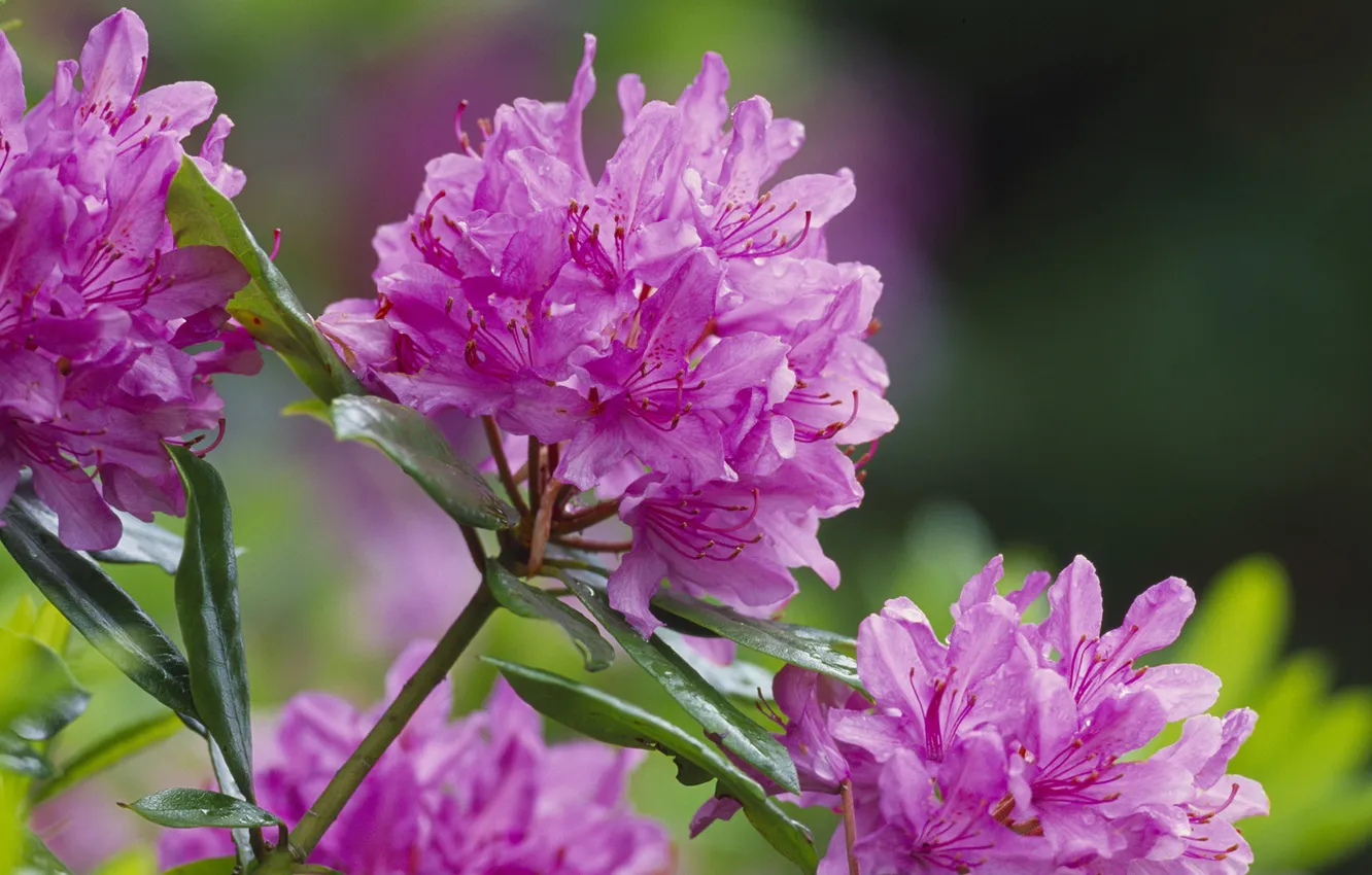 Photo wallpaper macro, rhododendron, rhododendron