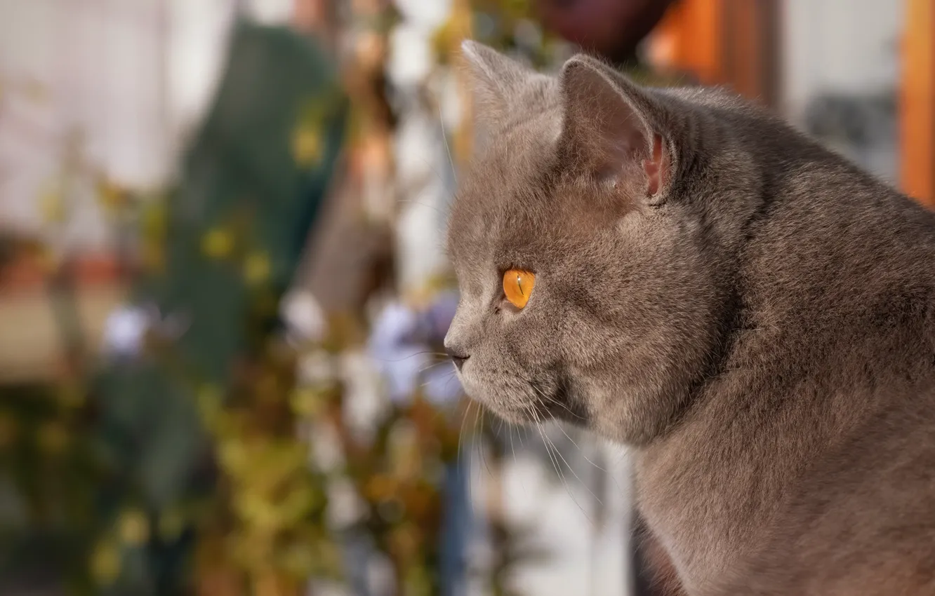 Photo wallpaper cat, look, portrait, muzzle, profile, bokeh, cat, British Shorthair
