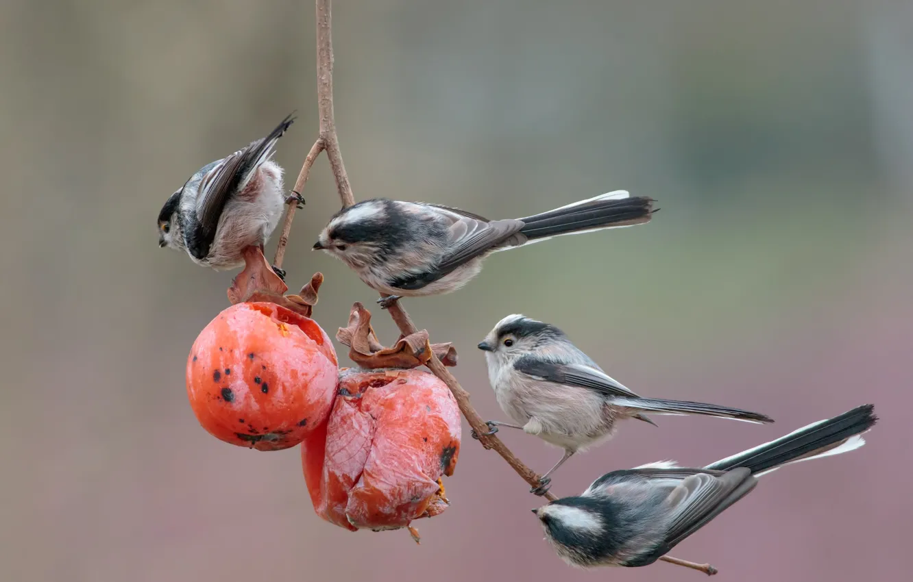 Photo wallpaper branches, background, bird, fruit, persimmon, meal, long-tailed tit
