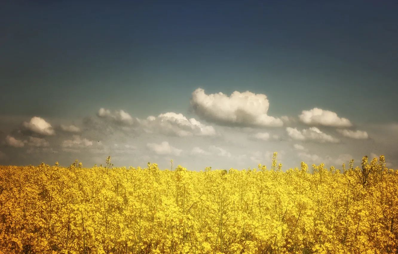 Photo wallpaper field, the sky, clouds, sky, field, clouds, rape, Rape