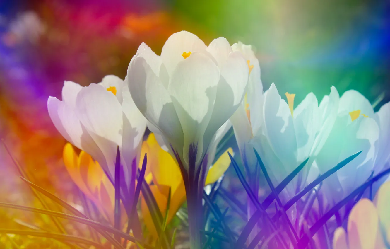 Photo wallpaper white, flower, spring, Crocus, blooming