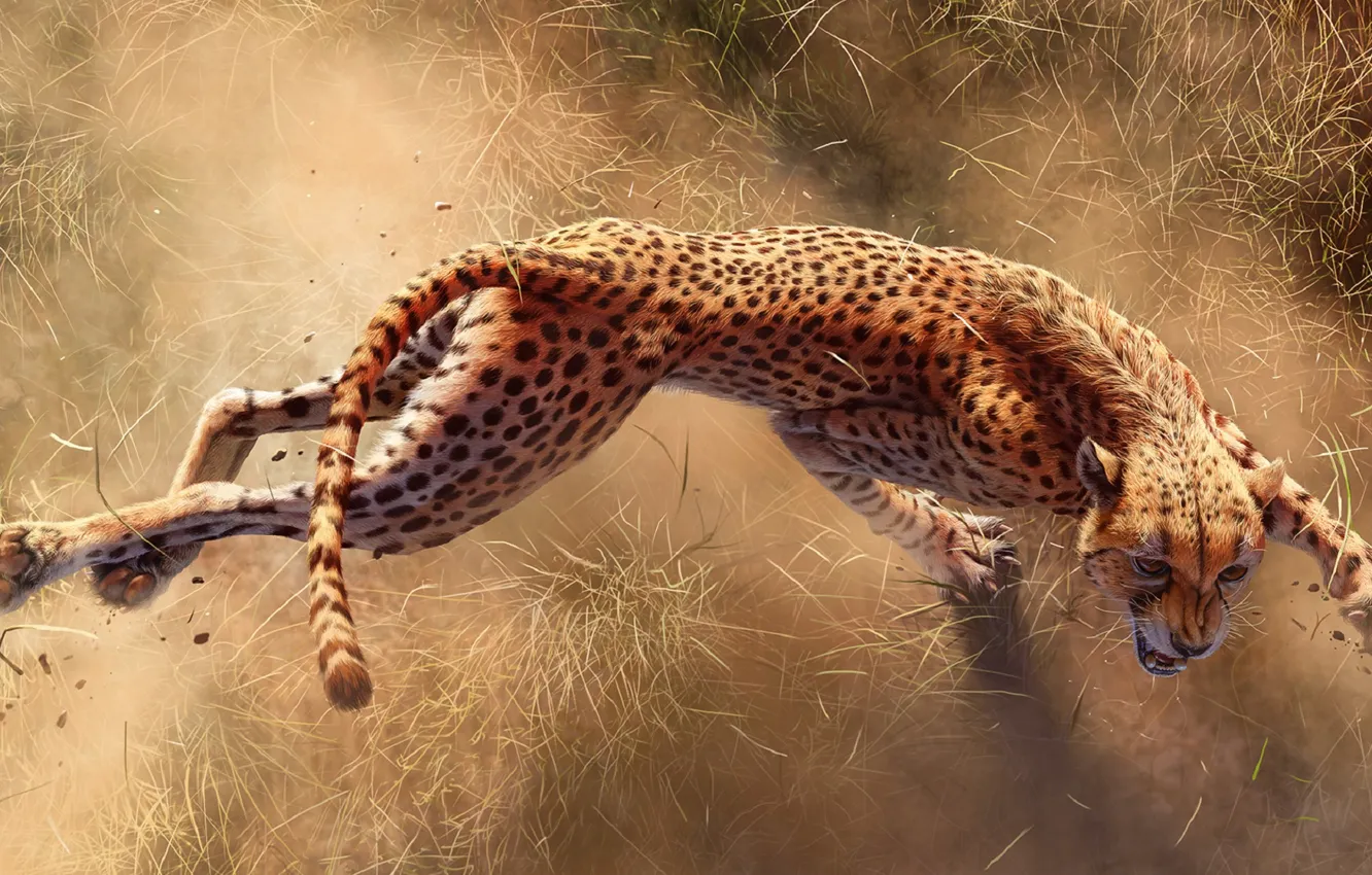 Photo wallpaper Cheetah, claws, Cheetah, Africa s deadliest, Predators Of Africa