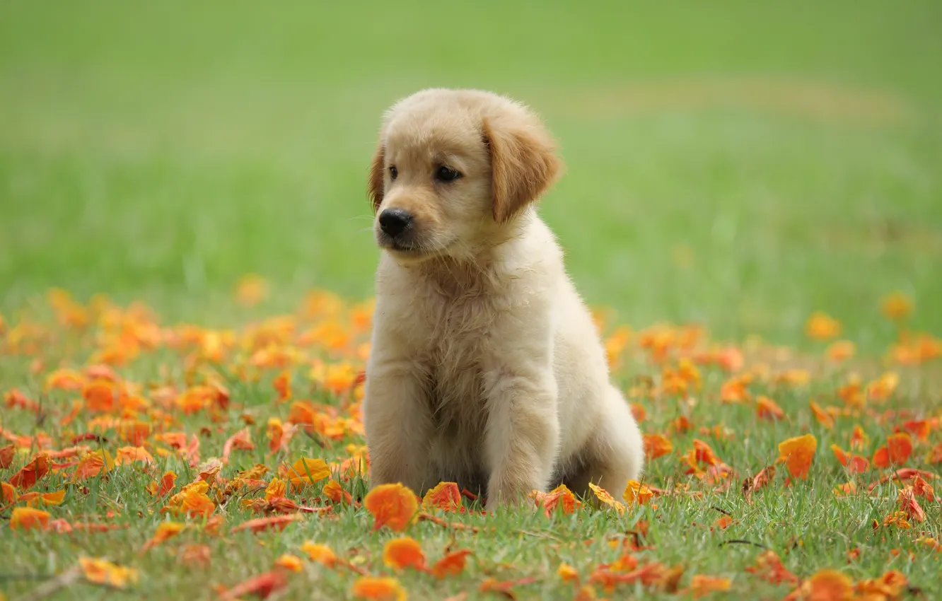 Photo wallpaper grass, flowers, Park, sweetheart, puppy, golden, lawn, puppy
