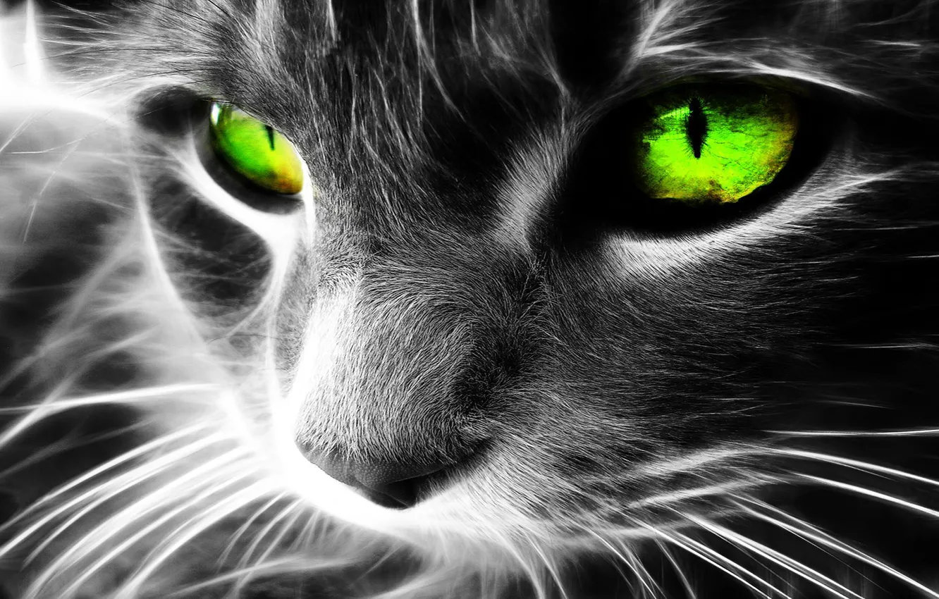 Photo wallpaper cat, cats, art, green eyes