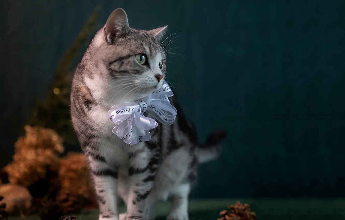 Photo wallpaper cat, cat, look, pose, grey, is, bow, tabby