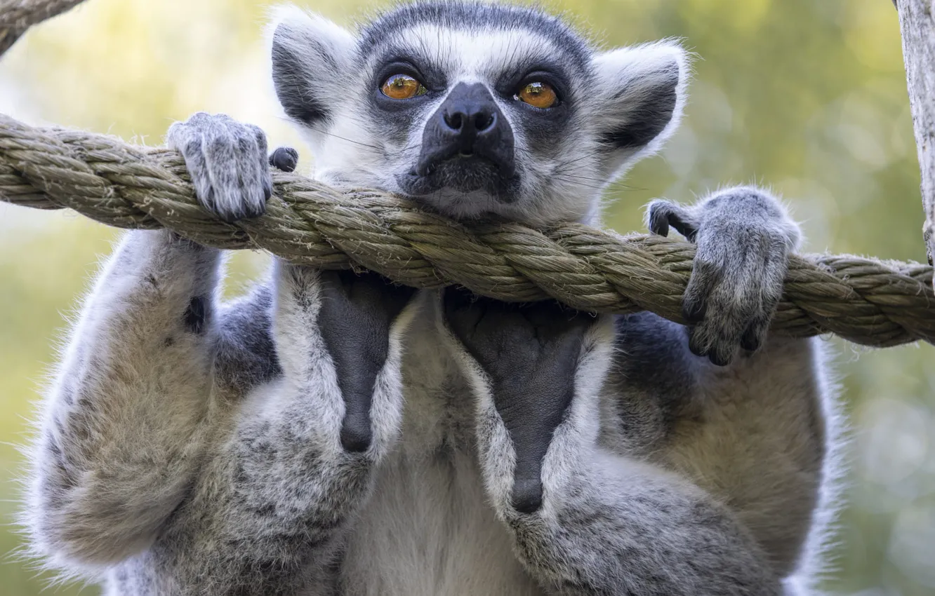 Photo wallpaper look, pose, portrait, paws, rope, rope, lemur, face