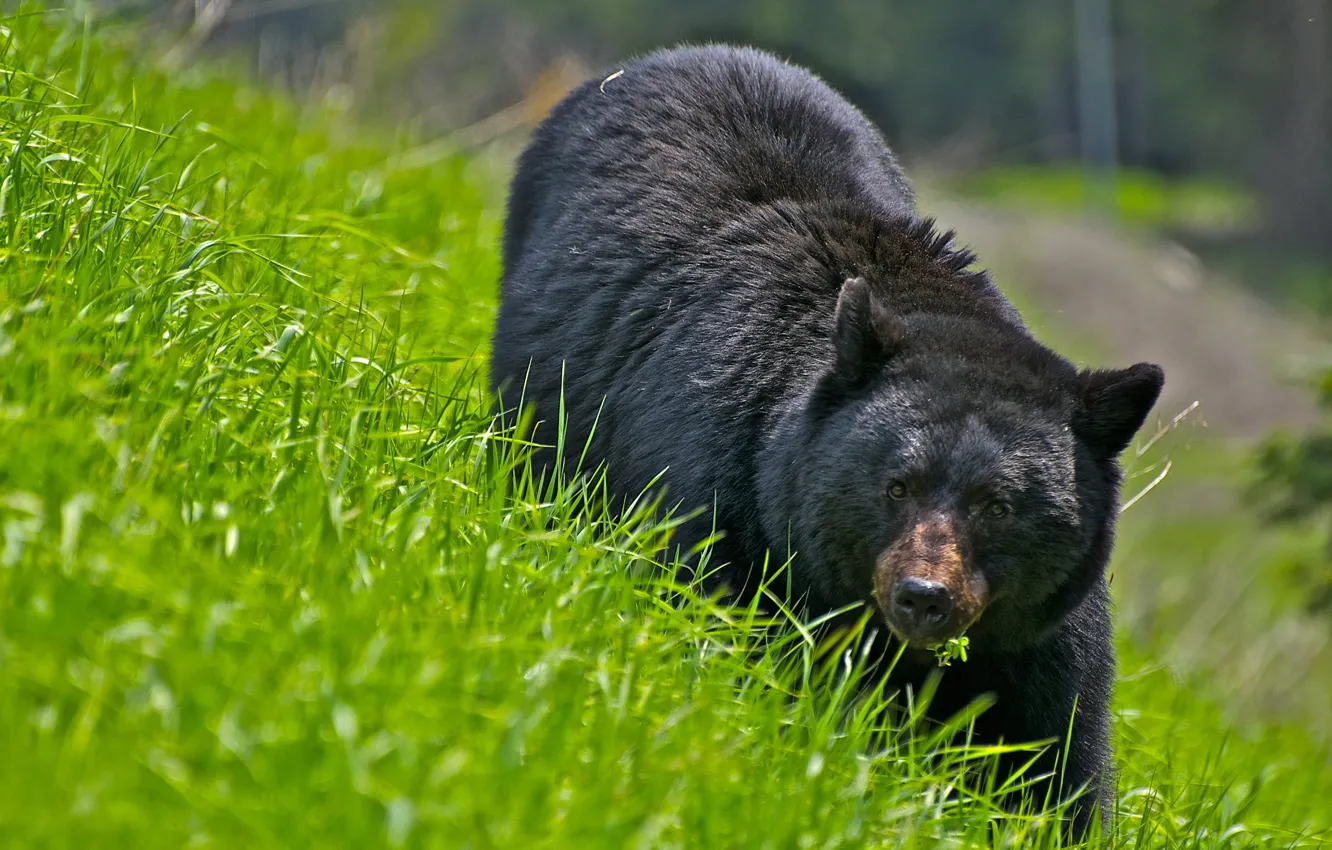 Photo wallpaper grass, nature, bear