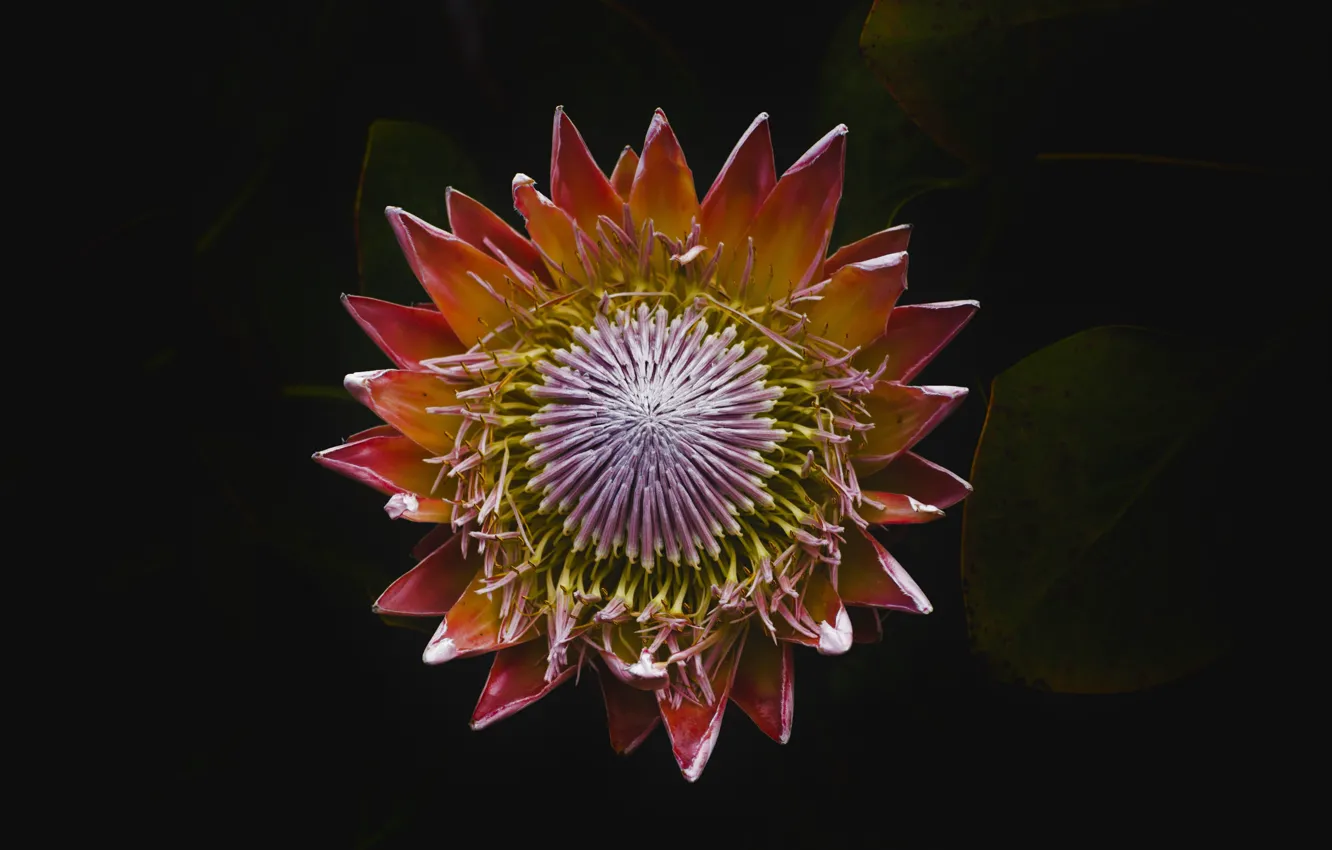 Photo wallpaper flowers, petals, stamens, pistil, inflorescence