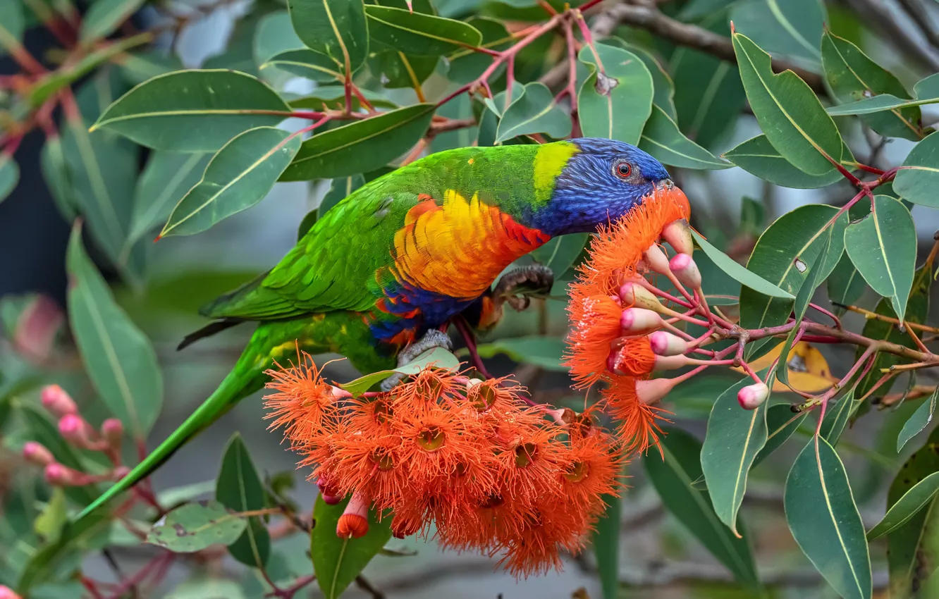 Photo wallpaper flowers, parrot, leaves, bird, meal, branches, rainbow lorikeet