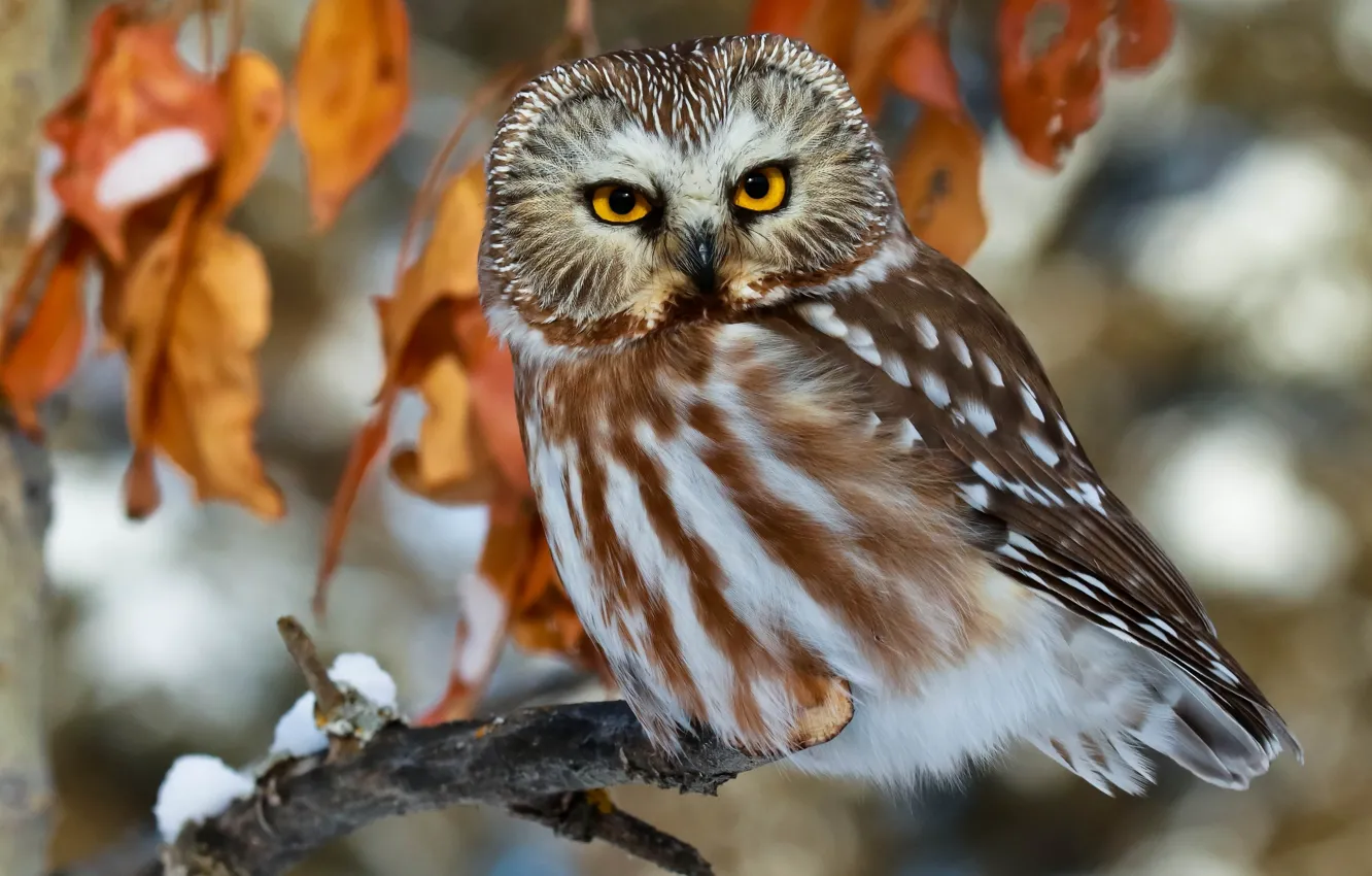 Photo wallpaper look, leaves, branches, owl, bird, Tengmalm's owl, North American boreal owl