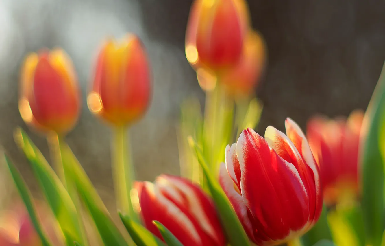 Photo wallpaper spring, meadow, tulips