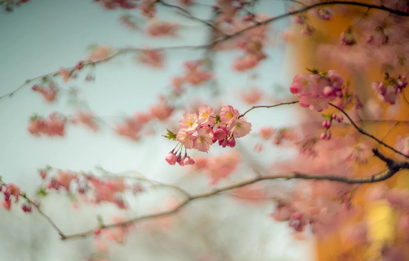Photo wallpaper flowers, branches, cherry, blur, spring, Sakura, pink, flowering