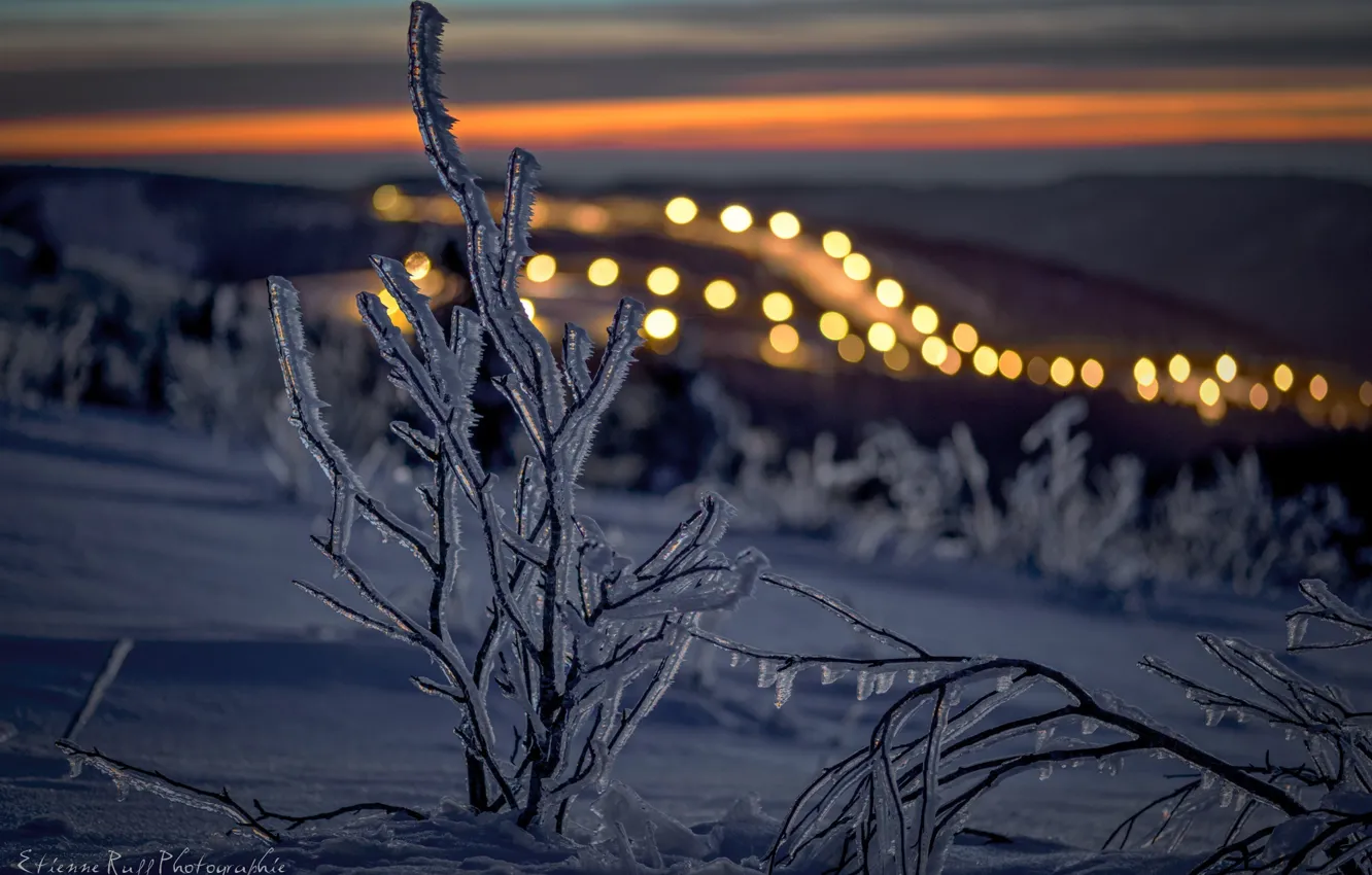 Photo wallpaper ice, winter, snow, branches, the evening, light.bokeh