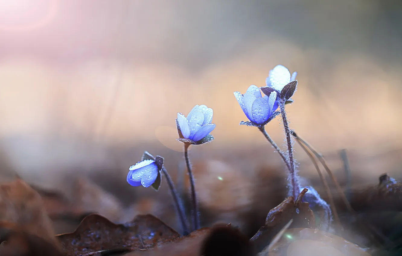 Photo wallpaper macro, flowers, nature