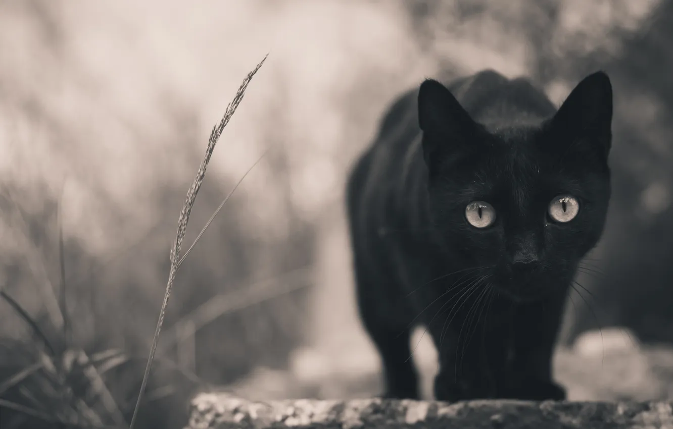 Photo wallpaper cat, black, looks