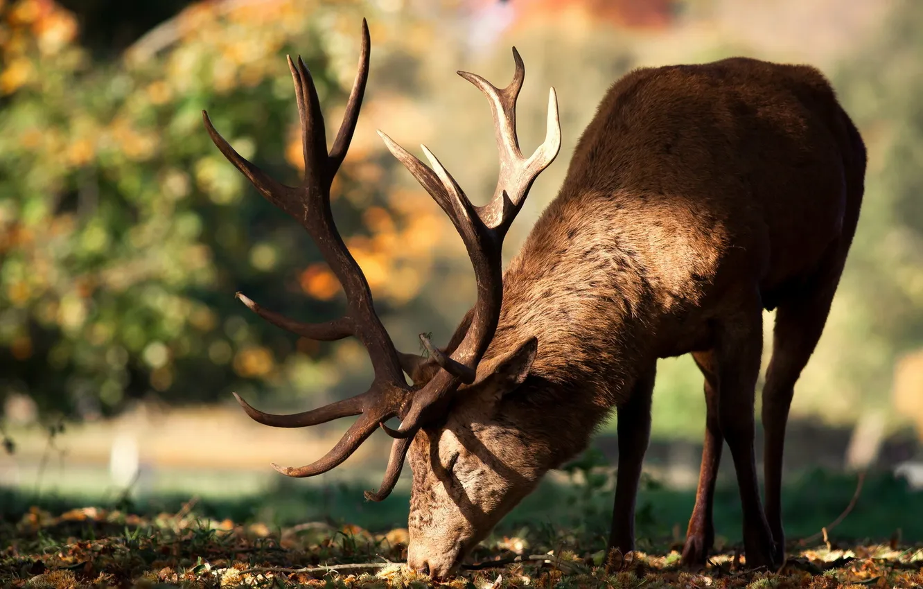 Photo wallpaper nature, background, deer