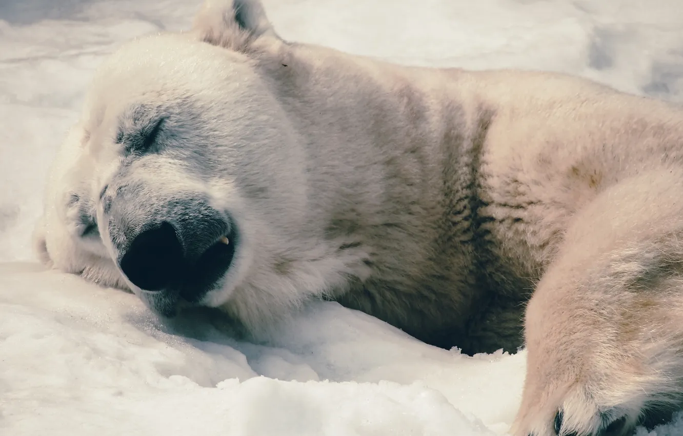 Photo wallpaper face, background, stay, polar bear