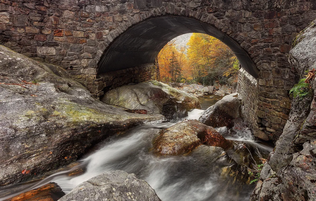 Photo wallpaper autumn, forest, bridge, nature, river