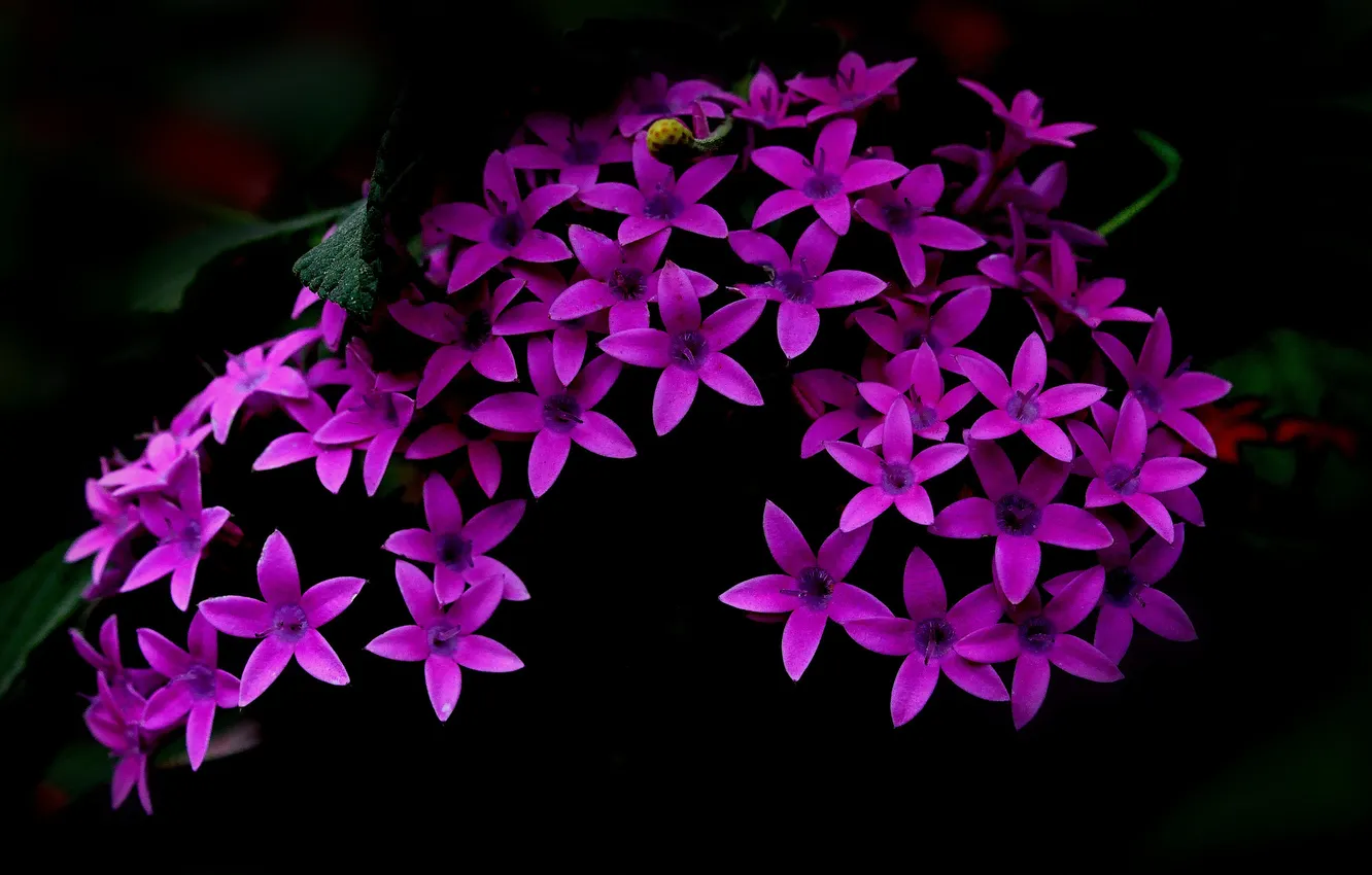 Photo wallpaper macro, nature, background, petals, inflorescence