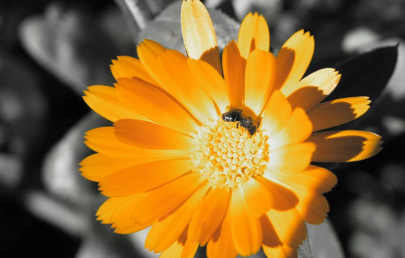 Photo wallpaper nectar, bee, color, black and white
