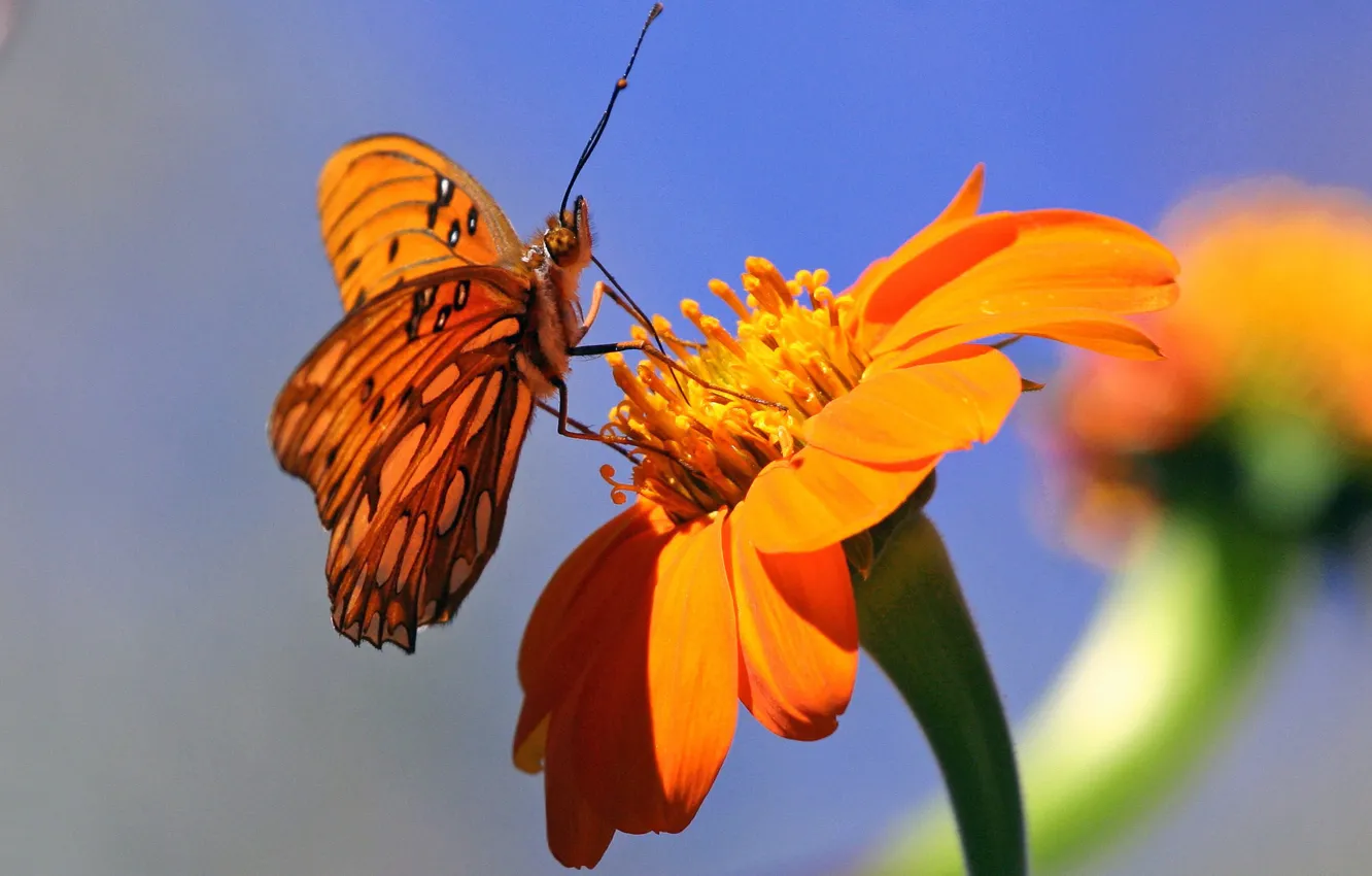 Photo wallpaper flower, background, butterfly, orange