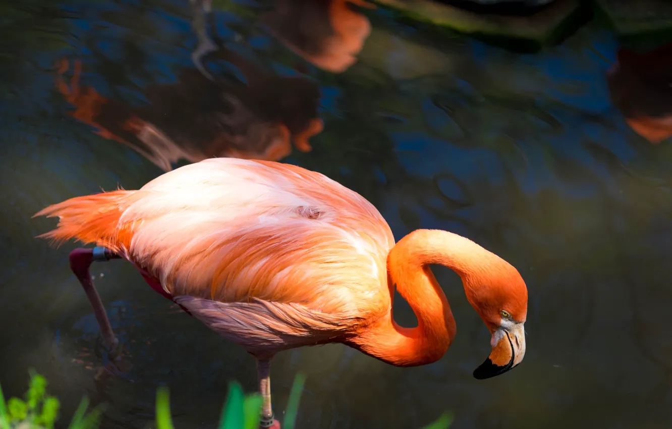 Photo wallpaper pose, bird, Flamingo, pond, pink flamingos
