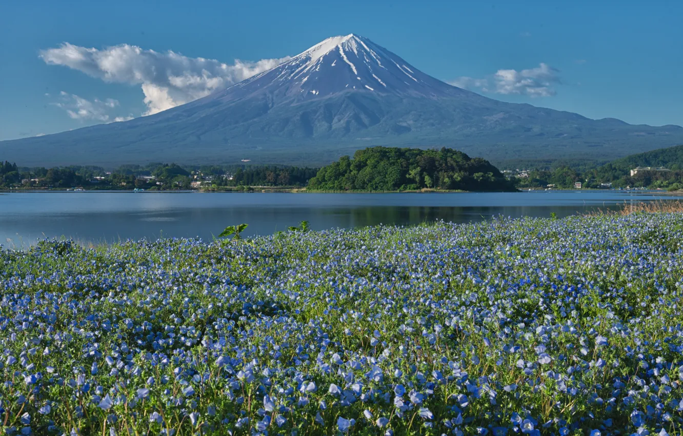 Photo wallpaper flowers, mountains, blue, Nemophila